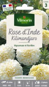 Rose d'Inde Kilimandjaro